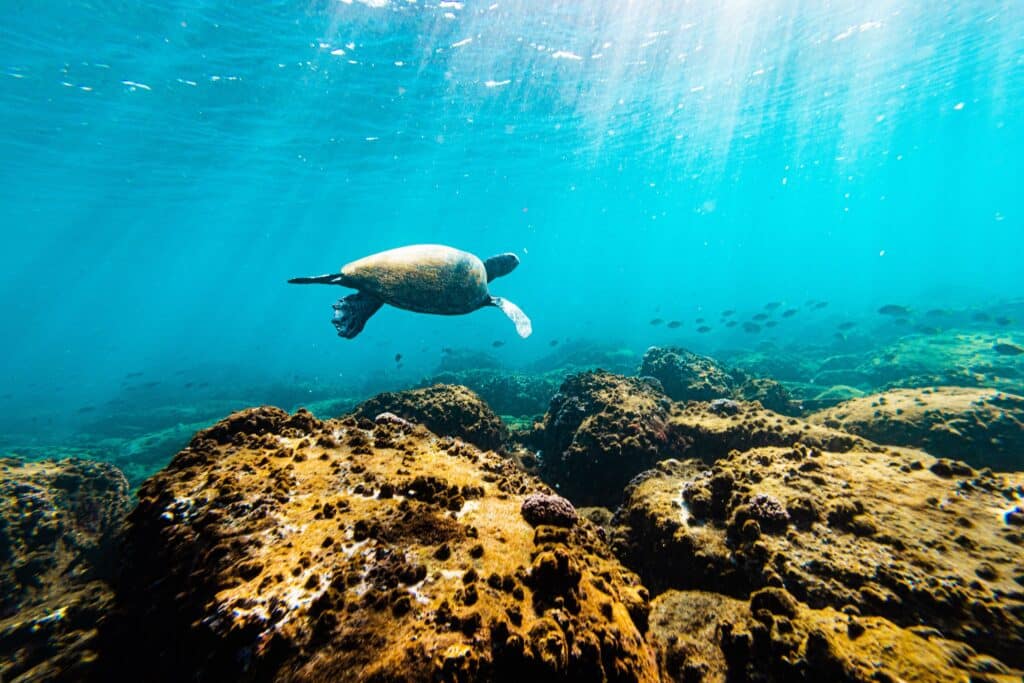 videography and photography sunshine coast